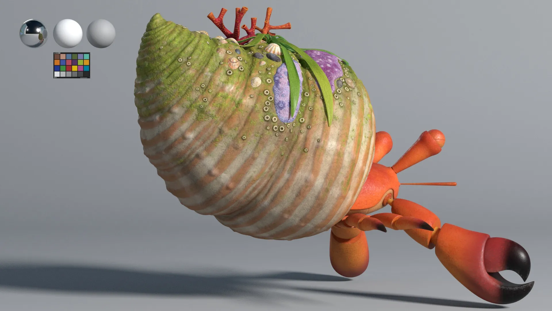 Hermit Crab, image 3 of 4
