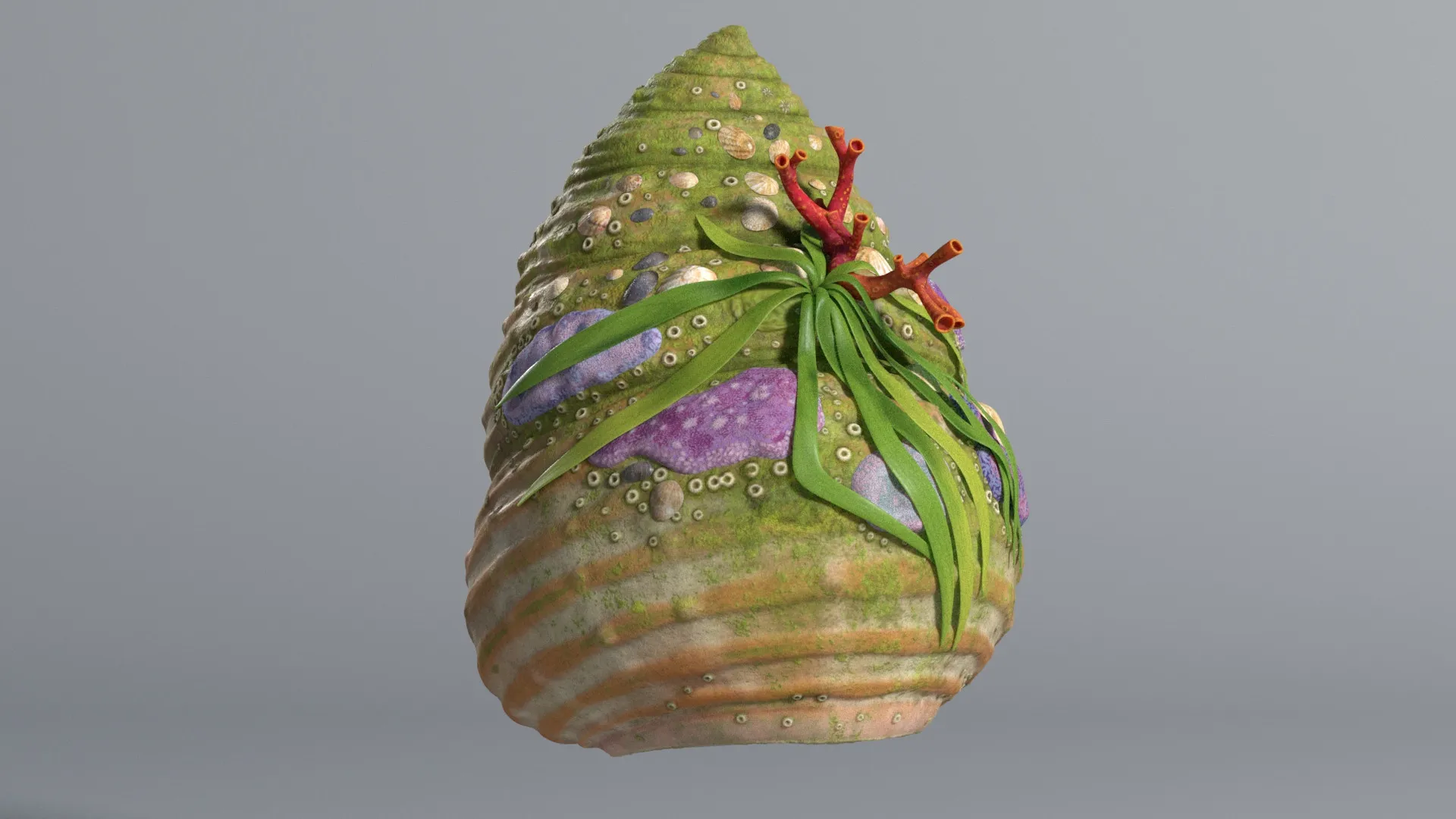 Hermit Crab, image 4 of 4